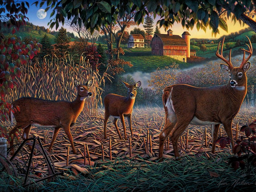 Kim Norlien - животные, олень, лес - оригинал