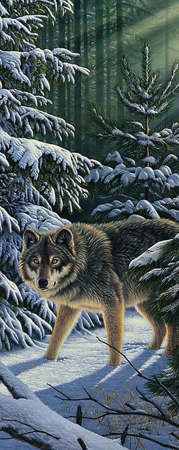 Kim Norlien - зима, животные, волк, хищник - оригинал