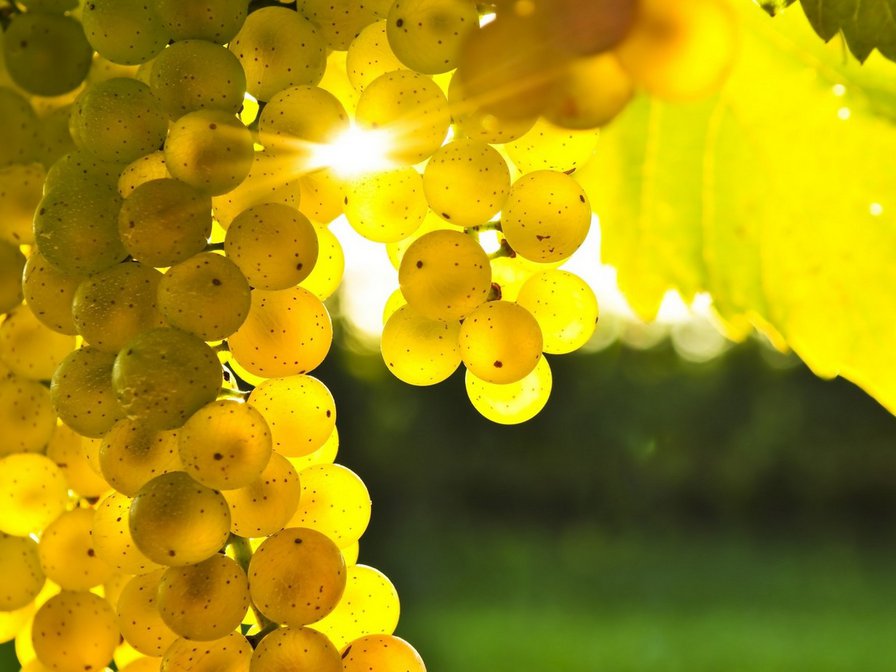 виноград - ягоды - оригинал