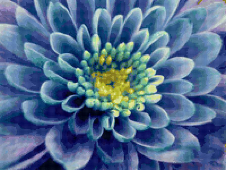 хризантема - цветы - предпросмотр