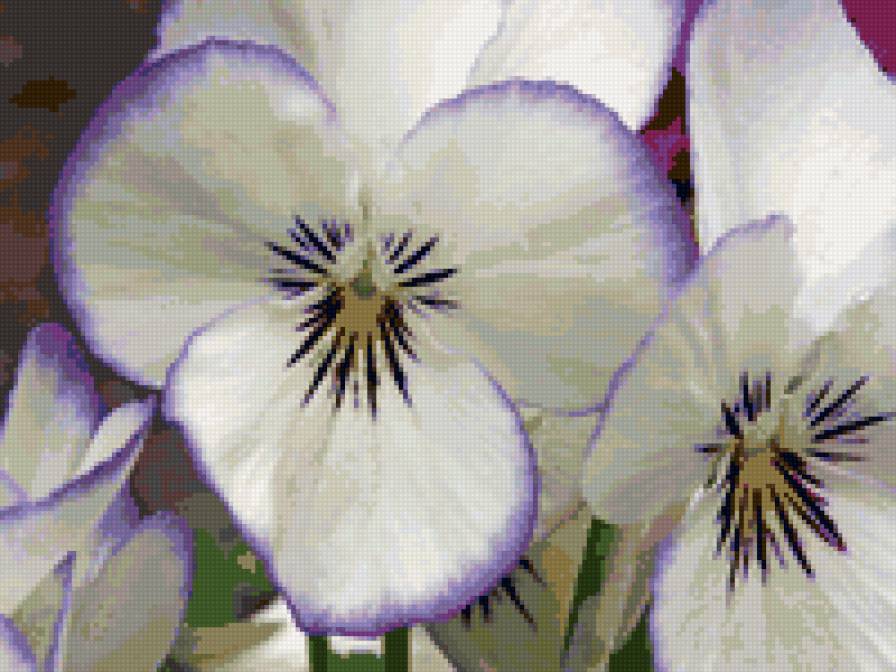 анютины глазки - цветы - предпросмотр