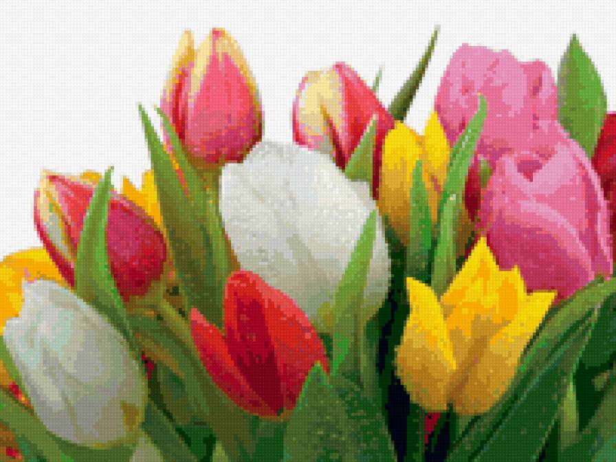 тюльпаны - цветы, букет - предпросмотр