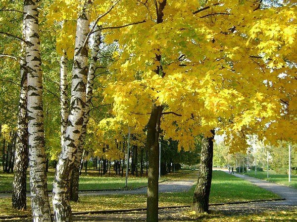 осень - осень, березы - оригинал