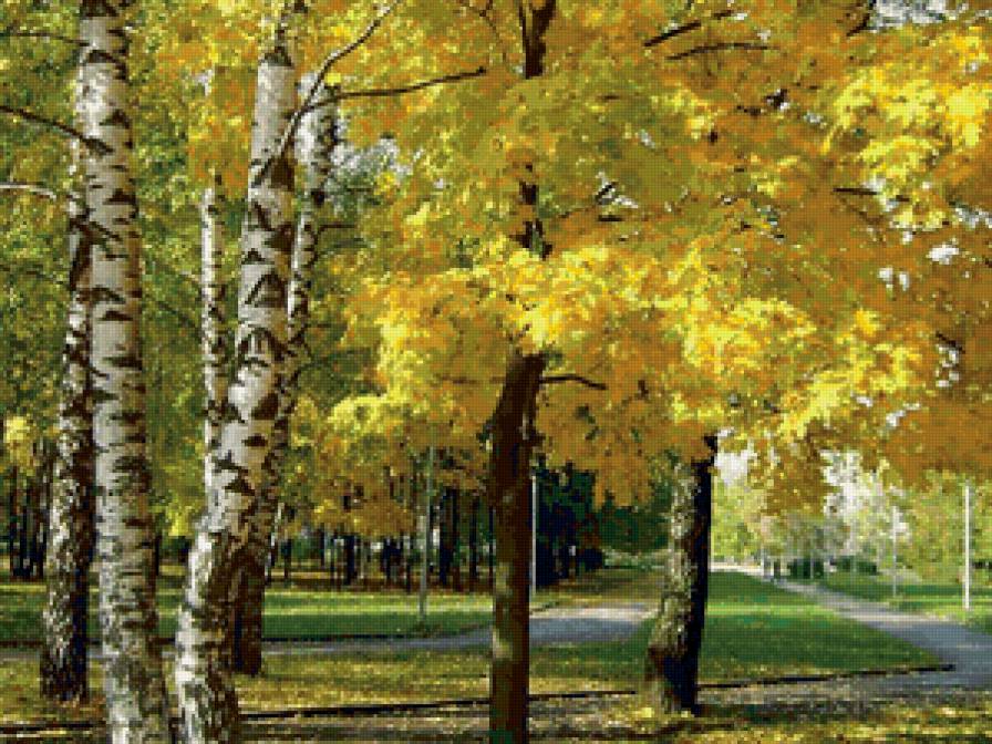 осень - березы, осень - предпросмотр