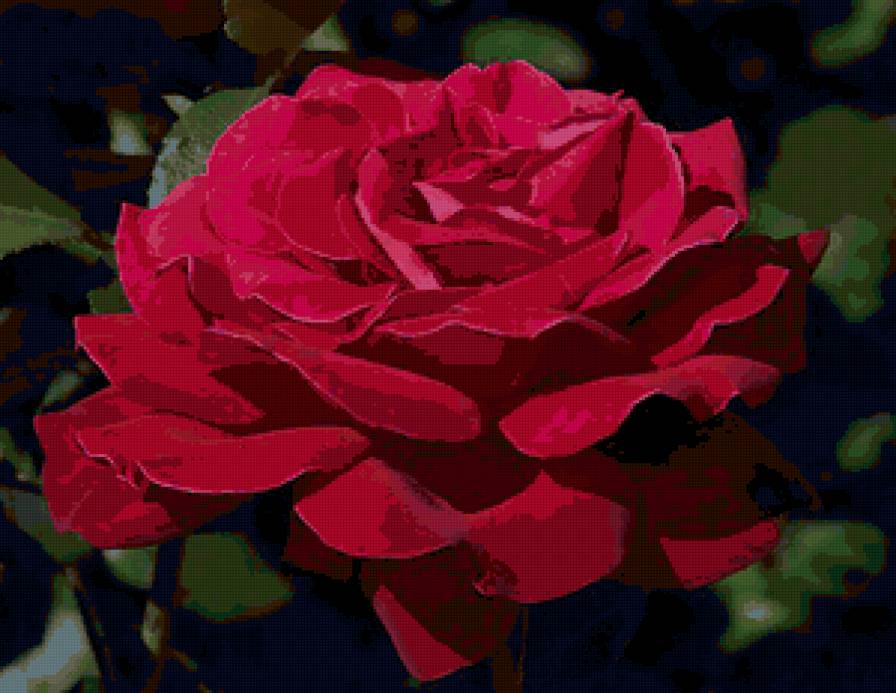 Rose - цветы - предпросмотр