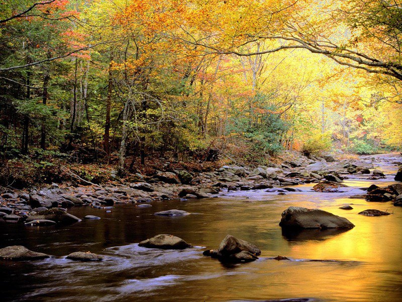 Река - природа, пейзаж, река, лес, осень - оригинал