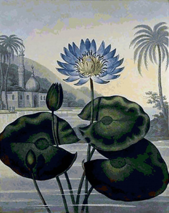 Индия - лотос, рисунок, картина, цветы - предпросмотр