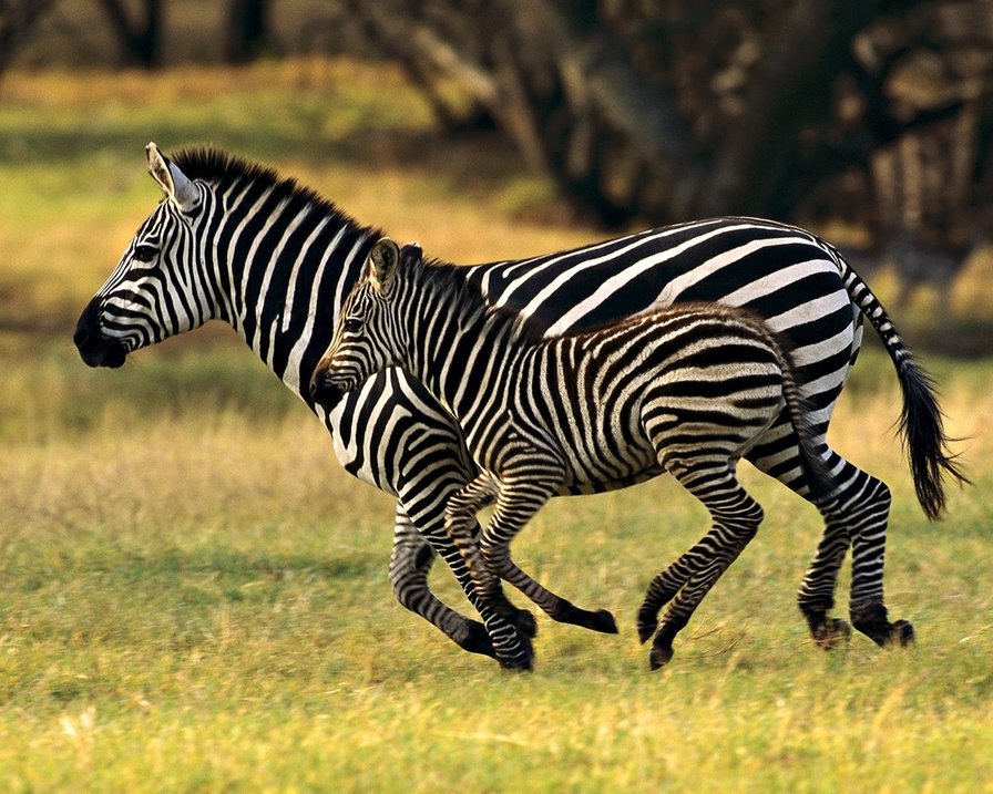 зебра - животные - оригинал