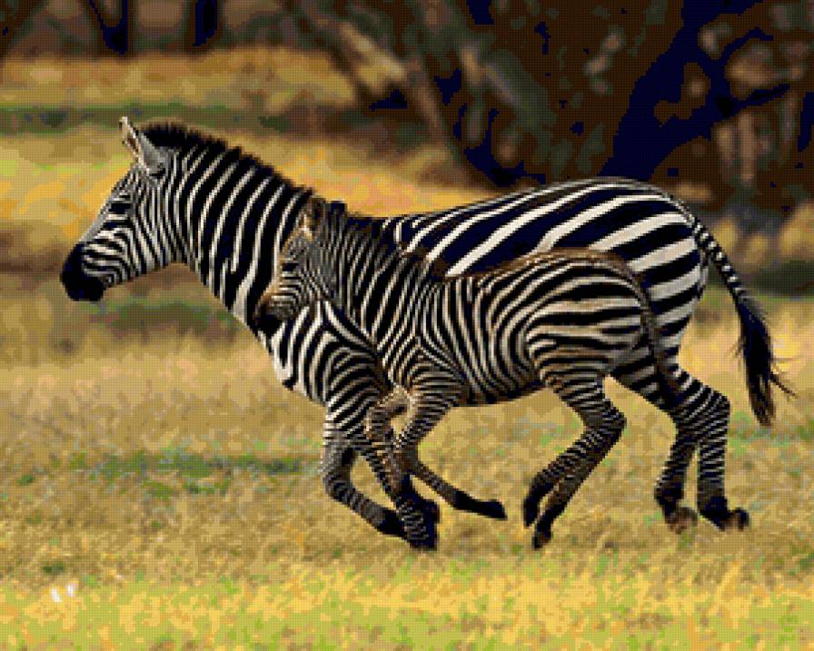 зебра - животные - предпросмотр