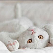 Схема вышивки «милашка»