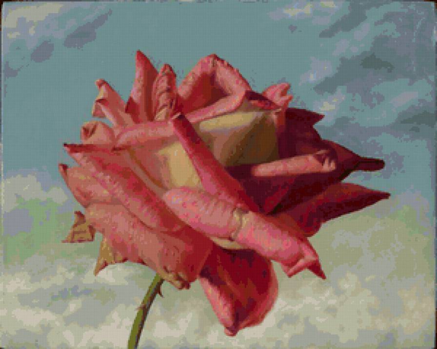 Серия "Соло с розой" - цветы, роза - предпросмотр