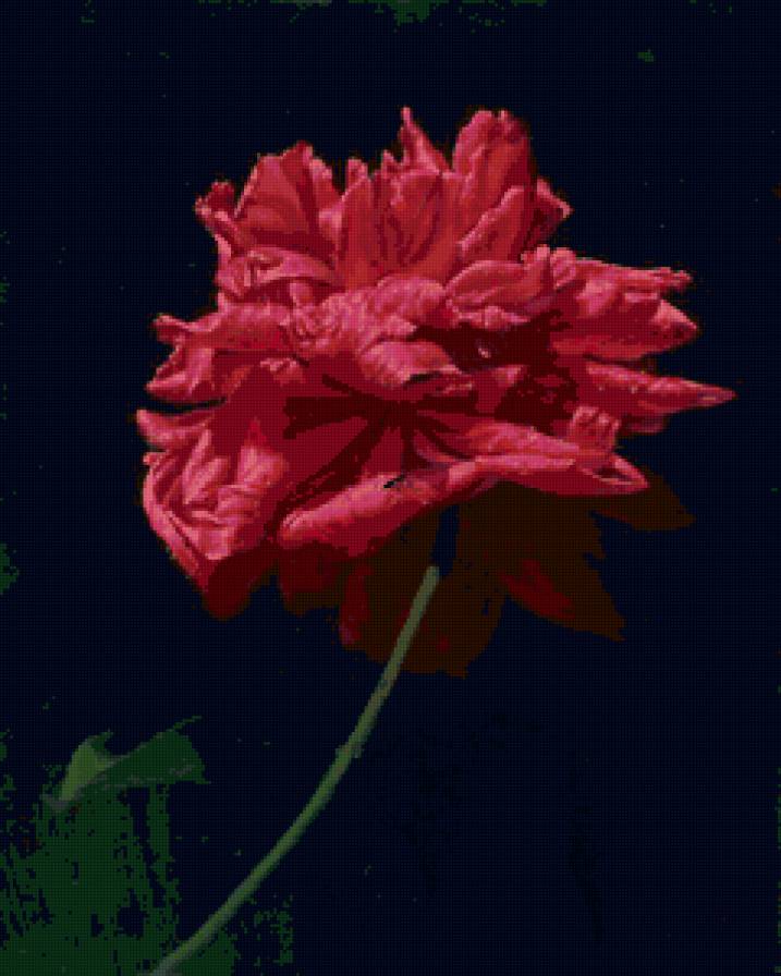 Серия "Соло розы" - цветы, роза - предпросмотр