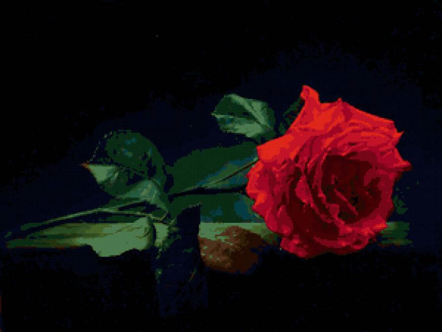 Серия "Соло розы" - цветы, роза - предпросмотр