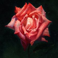 Схема вышивки «Серия "Соло розы"»