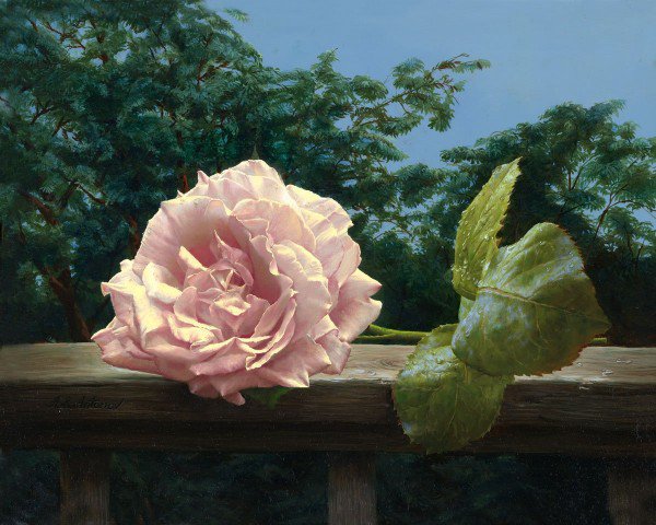 Серия "Соло розы" - цветы, роза - оригинал