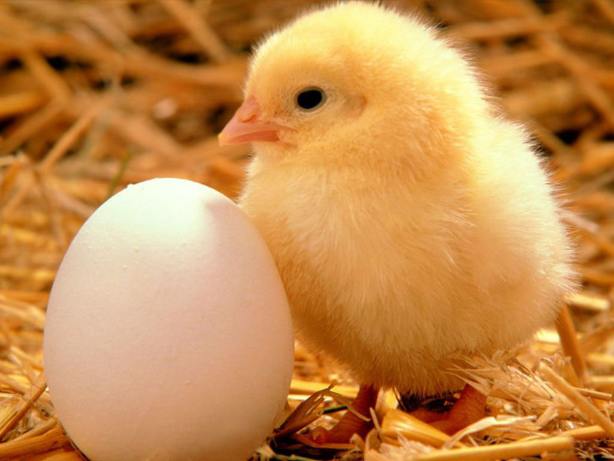 цыпленок и яйцо - цыпленок, яйцо, птица, животные - оригинал