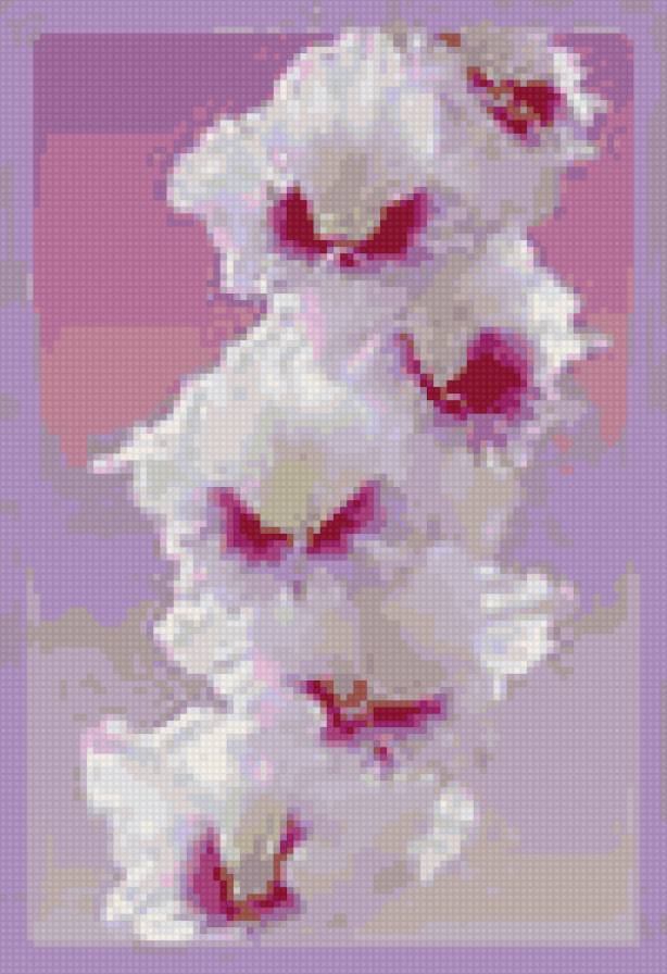 гладиолус - султанчик, ирис, красота, цветы, гладиолус - предпросмотр