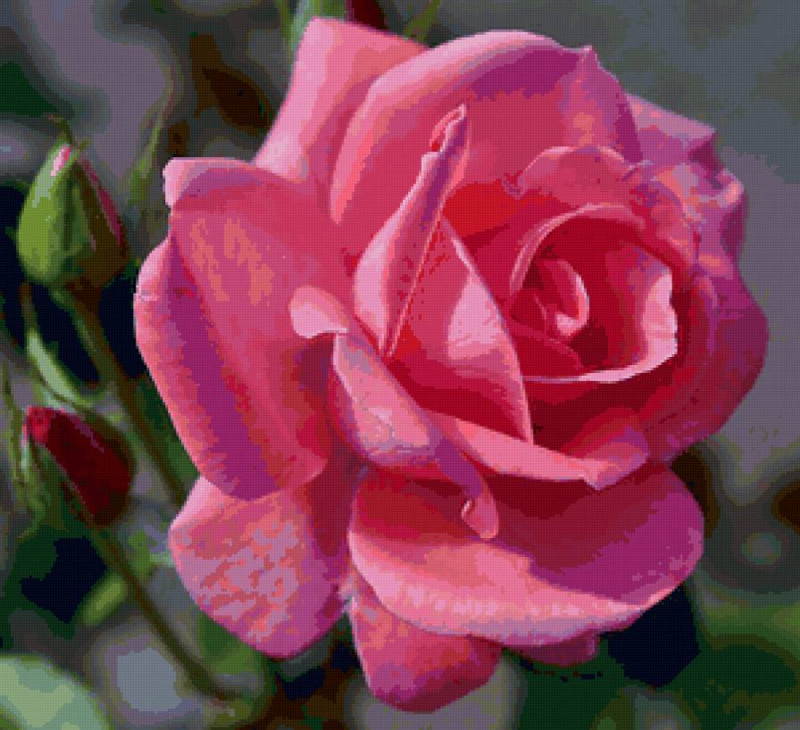 Роза - природа, фото, роза, цветы - предпросмотр