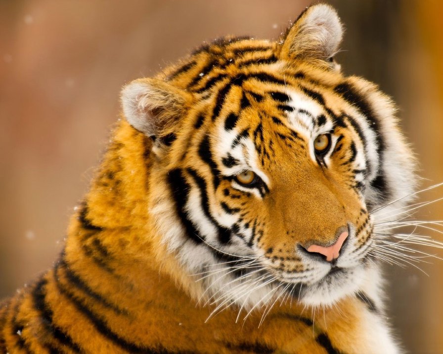 №74352 - оригинал