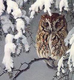 Сова - птицы - оригинал