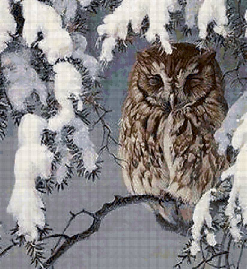 Сова - птицы - предпросмотр