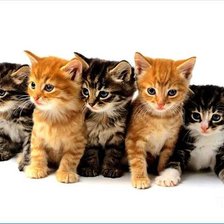 Схема вышивки «Котята»