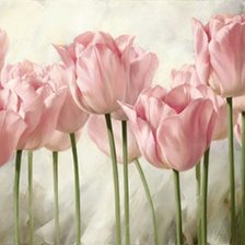 Схема вышивки «розовые тюльпаны»