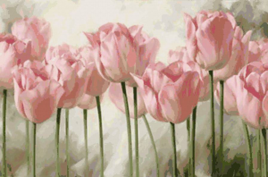 розовые тюльпаны - цветы, картина, тюльпаны - предпросмотр