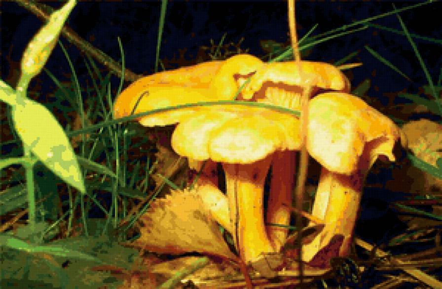 Лисички - грибы, природа - предпросмотр