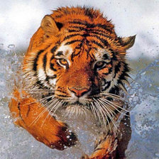 Схема вышивки «тигр»