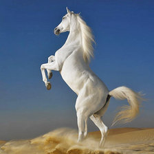 белый конь