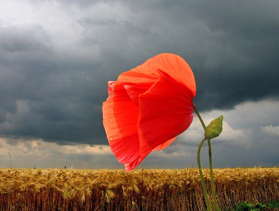 мак перед грозой - оригинал