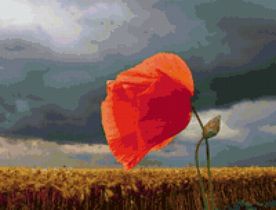 мак перед грозой - предпросмотр