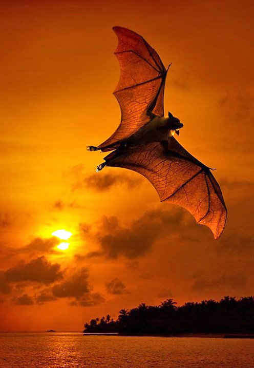 полет - оригинал