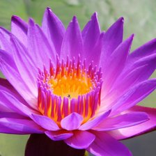 Схема вышивки «лотос»