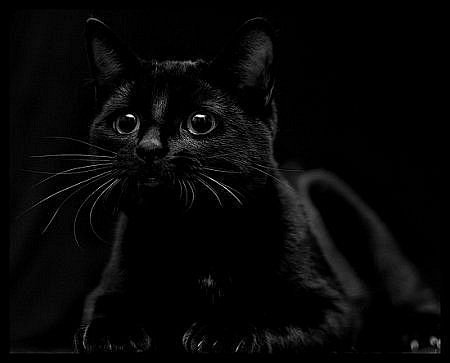 Черный кот - котенок, кошка, животные - оригинал