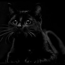 Оригинал схемы вышивки «Черный кот» (№74682)