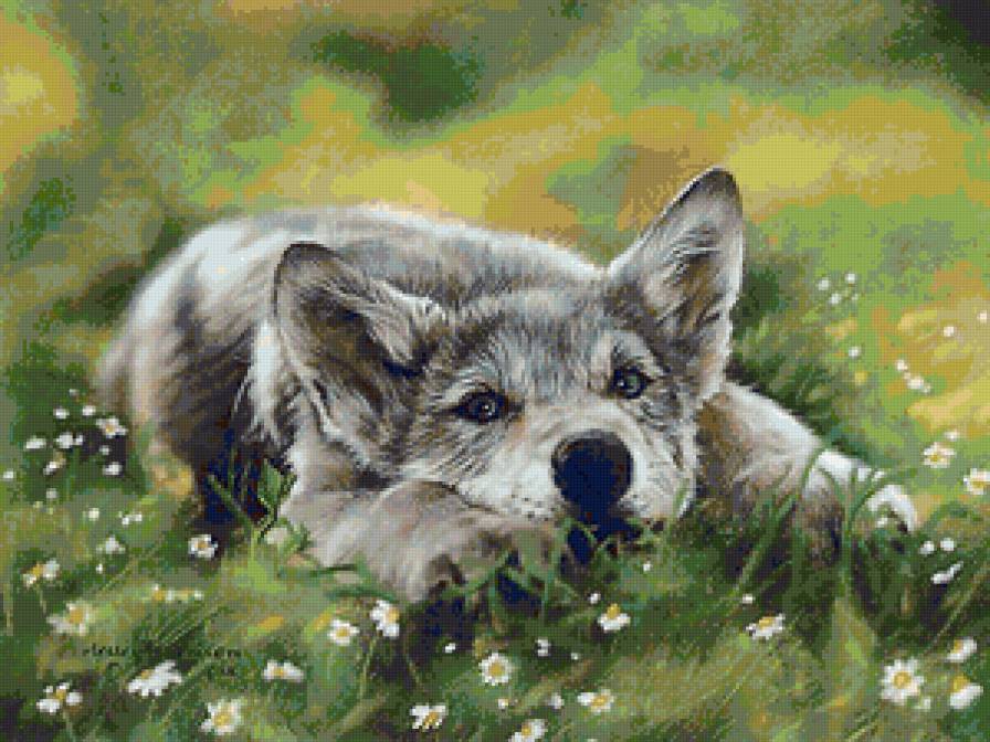 Волчонок - волк, хищник, животные - предпросмотр