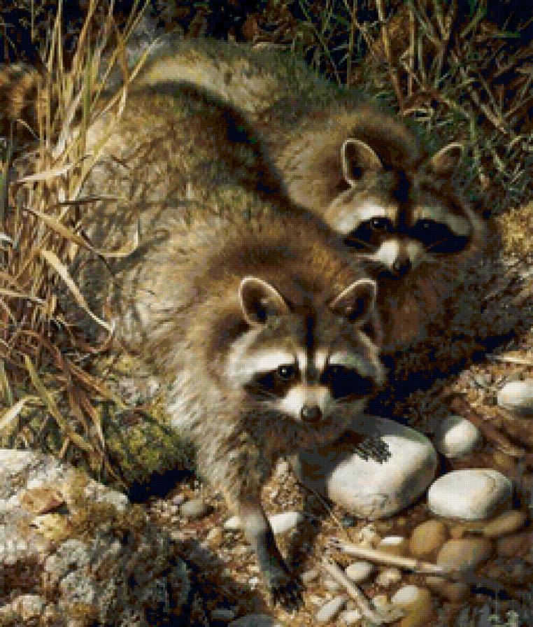 Два енота - двое, животные, енот - предпросмотр