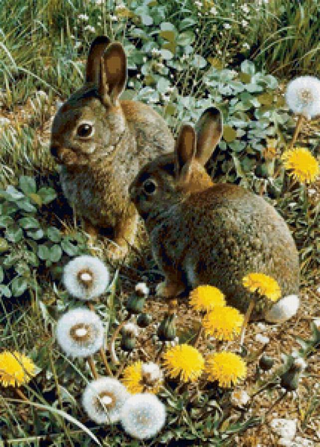 Зайчики - двое, заяц, животные - предпросмотр