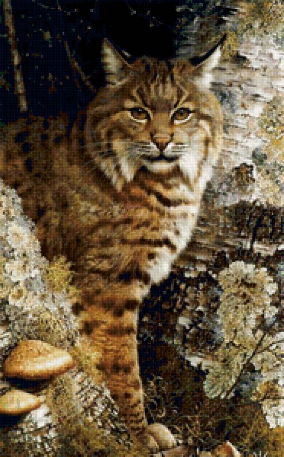 Очаровательная рысь - хищник, животные, кошка, рысь - предпросмотр