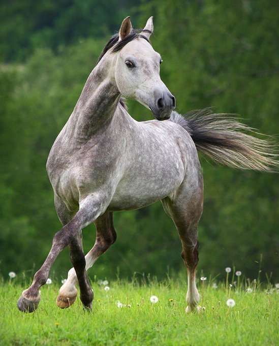 Танец - лошадь, животные, конь - оригинал