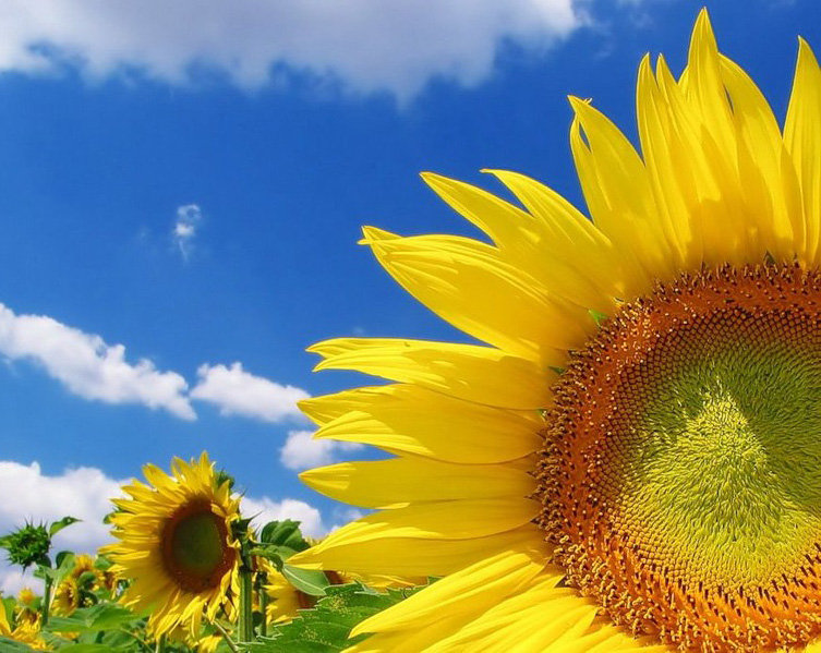 подсолнух - оригинал