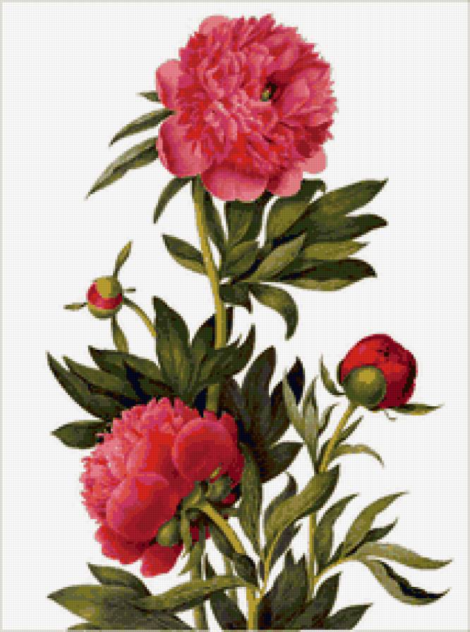 пионы - природа, пионы, цветы - предпросмотр