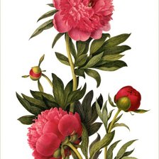 Схема вышивки «пионы»