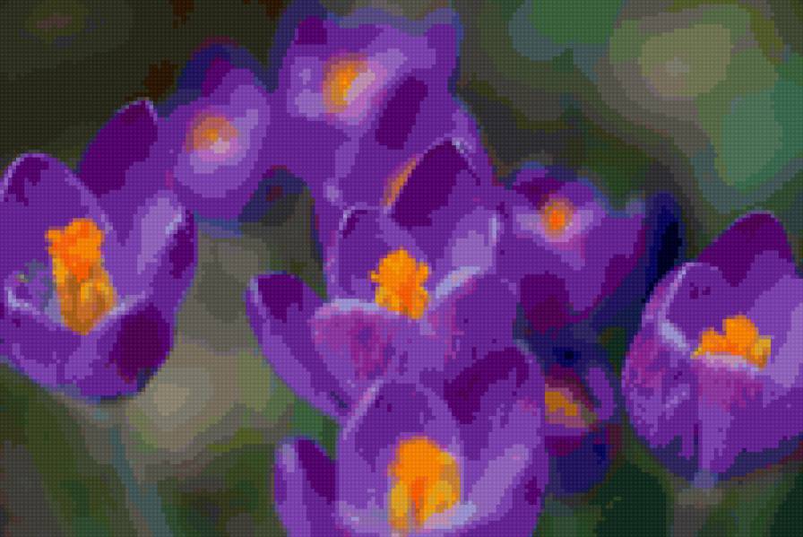 крокусы - цветы - предпросмотр