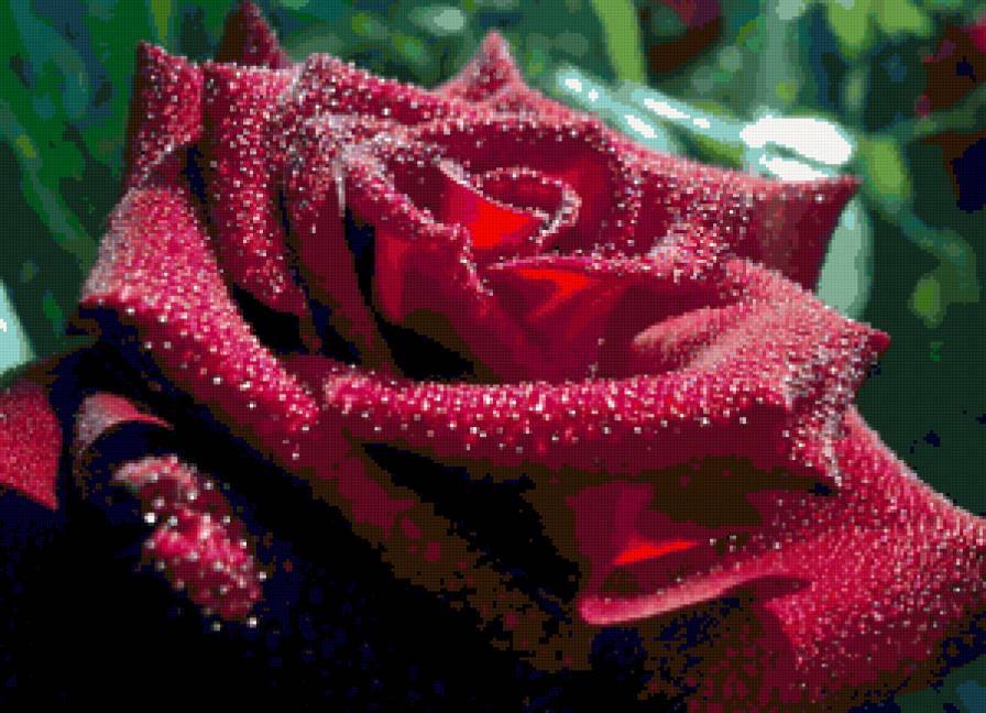 роза - цветы - предпросмотр