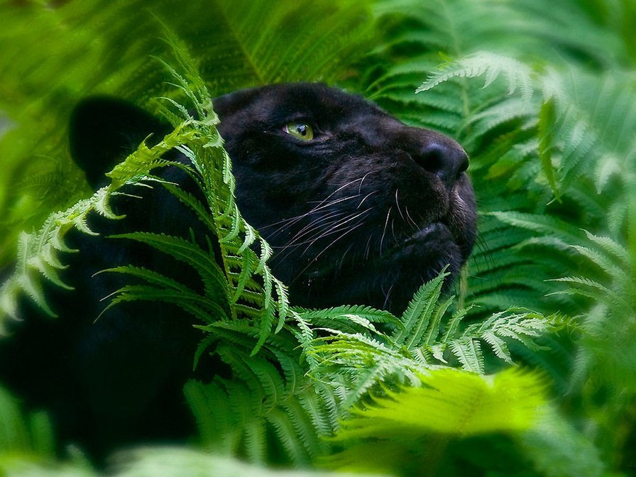 №74782 - оригинал