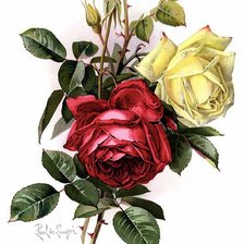 Оригинал схемы вышивки «Белая и красная розы» (№74797)