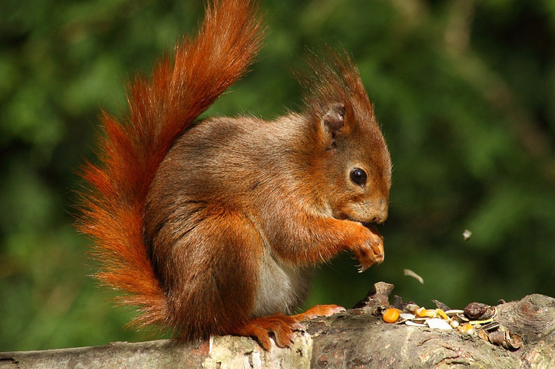 серия "животные" - животные. белка - оригинал